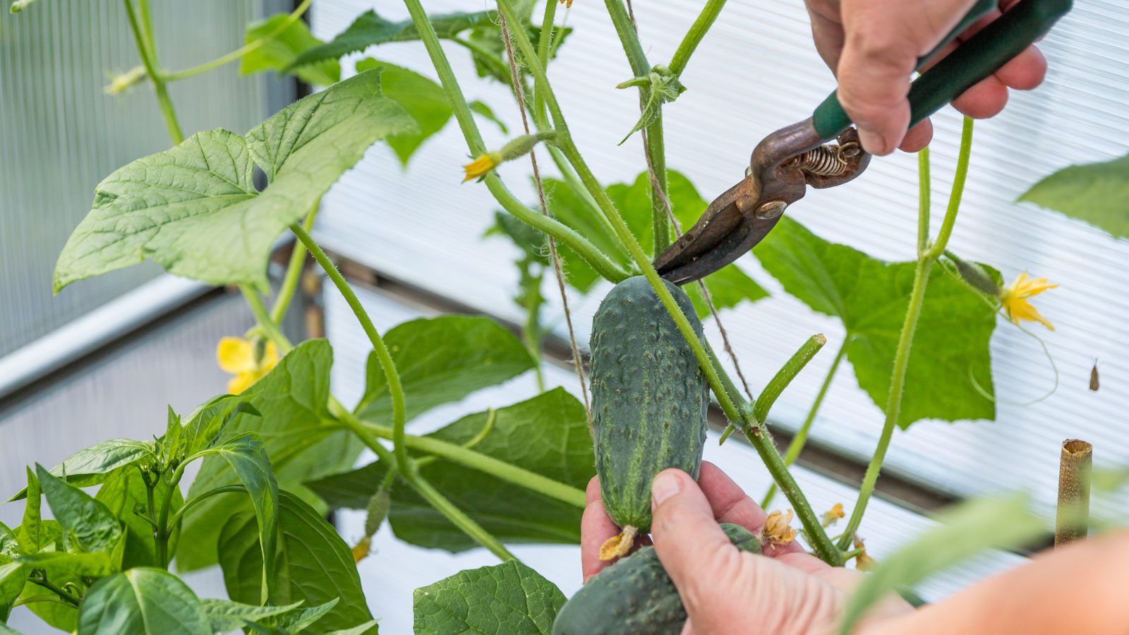 Gợi ý chọn chậu trồng cây tiết kiệm chi phí làm vườn tại nhà 7 Gợi ý chọn chậu trồng cây tiết kiệm chi phí làm vườn tại nhà 5