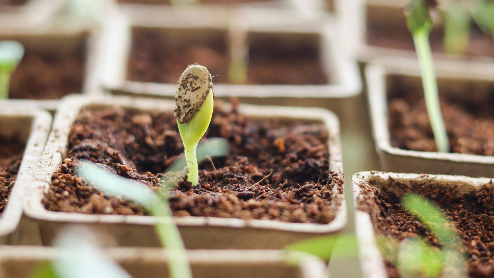 Hướng dẫn xử lí hạt giống đạt tỉ lệ nảy mầm cao 4 Hướng dẫn xử lí hạt giống đạt tỉ lệ nảy mầm cao 3