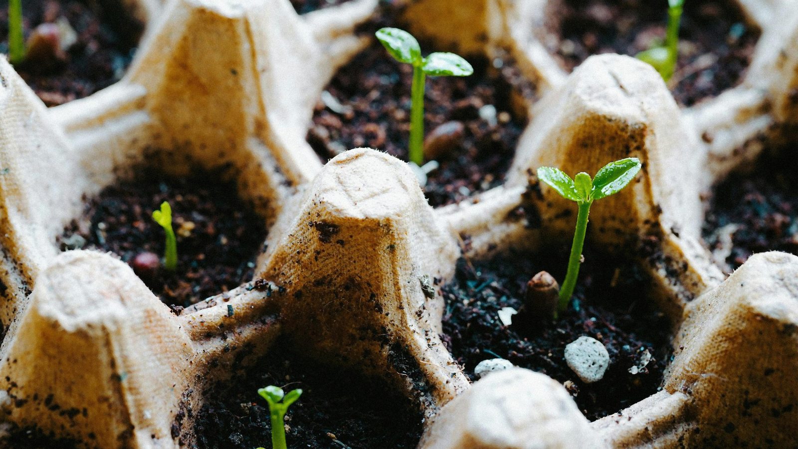 Hướng dẫn xử lí hạt giống đạt tỉ lệ nảy mầm cao 5 Hướng dẫn xử lí hạt giống đạt tỉ lệ nảy mầm cao 2