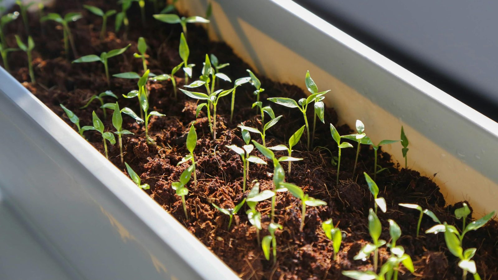 Hướng dẫn xử lí hạt giống đạt tỉ lệ nảy mầm cao 6 Hướng dẫn xử lí hạt giống đạt tỉ lệ nảy mầm cao